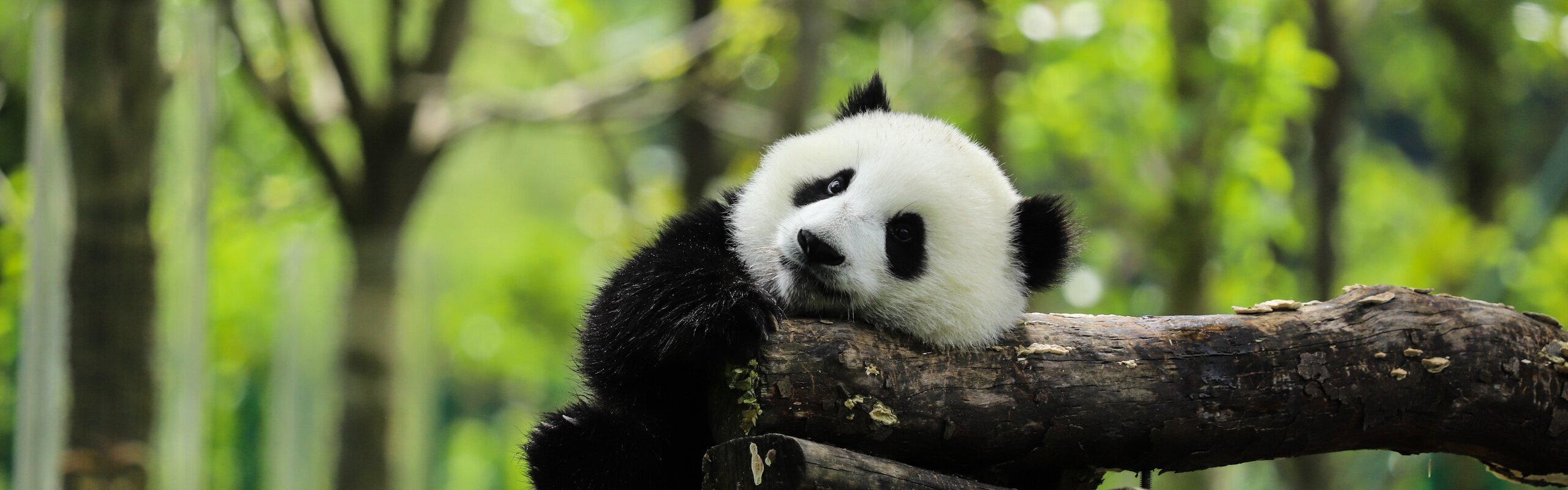 How to Plan a Panda Tour 2026: A Comprehensive Panda Travel Guide